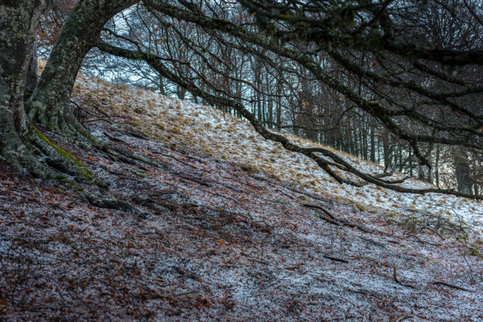 L'arbre