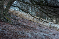 Foret sensible photographiesd